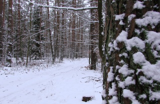 Lasy powiatu białogardzkiego w połowie stycznia 2021